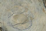 Polished Petrified Wood Round - Sweet Home, Oregon #333007-1